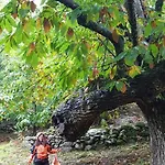 Castanarejo *