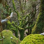 Castanarejo