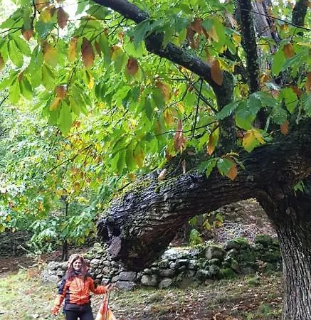 Castanarejo *